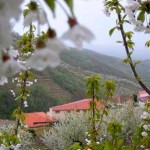 cerezo-flor