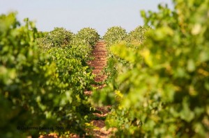 VIÃEDOS 